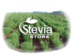 Cultivo y Produccion de Stevia Paraguaya