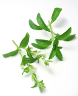 Plantas de Stevia. Cultivo organico